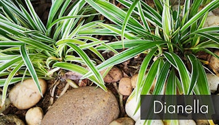 dianella plant growing next to river rocks