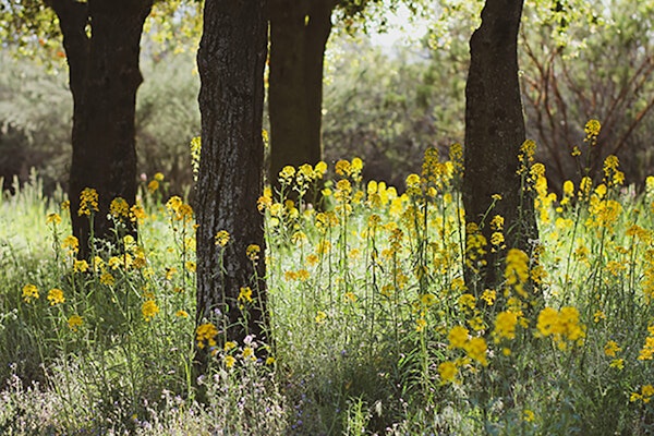 An area of landscape that would be considered dry shade with trees and yellow flowers