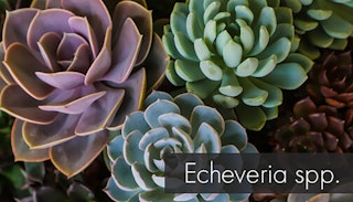 Multiple echeveria spp in different colors