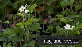 fragaria vesca