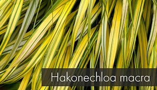 hakonechloa macra grass