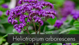 heliotropium arborescens