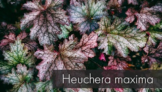 heuchera maxima