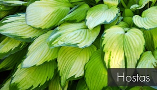 green hosta