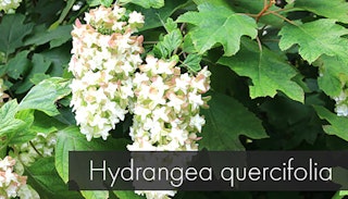 hydrangea quercifolia