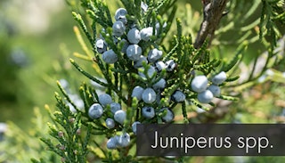 juniperus spp