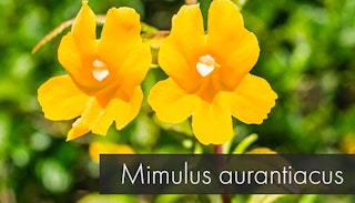 mimulus aurantiacus