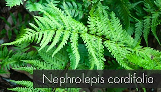 nephrolepsis cordifolia for dry shade gardening nephrolepsis cordifolia