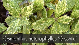 osmanthus heterophyllus goshiki 