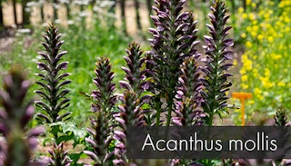 acanthus mollis 