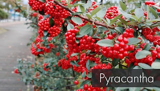 Looking down a blurred sidwalk on the left and there is a pyracantha shrub up close on the right with stunning red berries