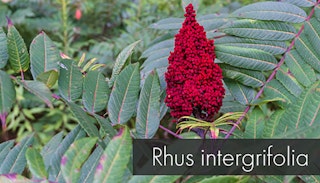 rhus intergrifolia with one big red flower powering up from the center