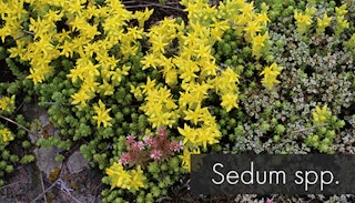 ground cover sedum spp 