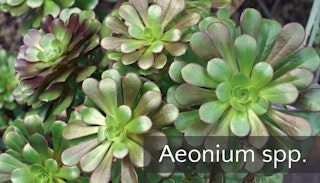 Aeonium