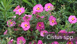 cistus or rockrose plant