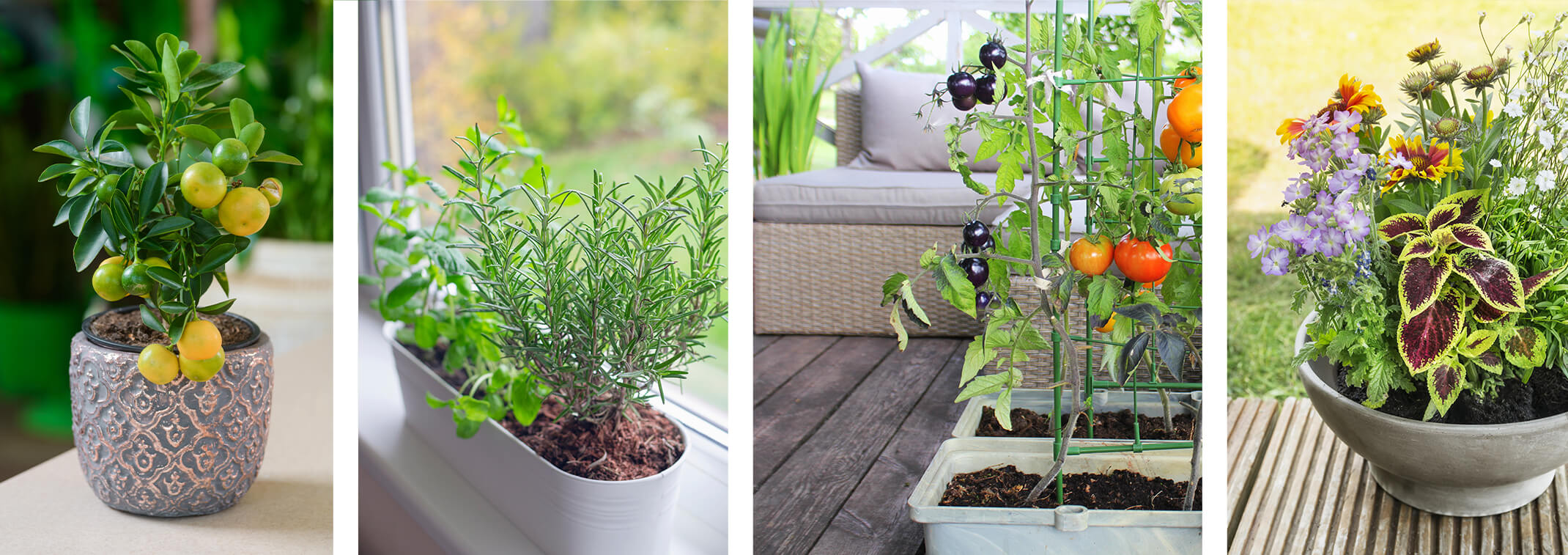 4 images: a dwarf citrus tree in a small pot; a long pot of herbs on a window sill; tomatoes planted in rectangular pots on a deck near seating; a small round pot with a variety of plants in it on a table outside
