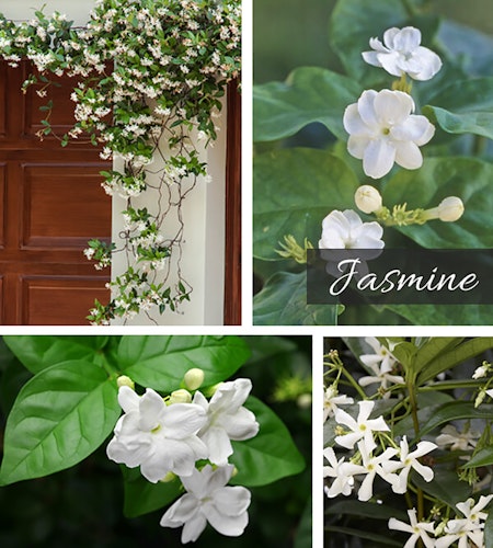jasmine scented garden 4 images of jasmine with the first as a vine hanging from the front entrance over a door, and three more of jasmine up close