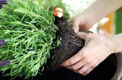 A woman prepping a lavender plant by breaking up the roots while holding it over a bowl