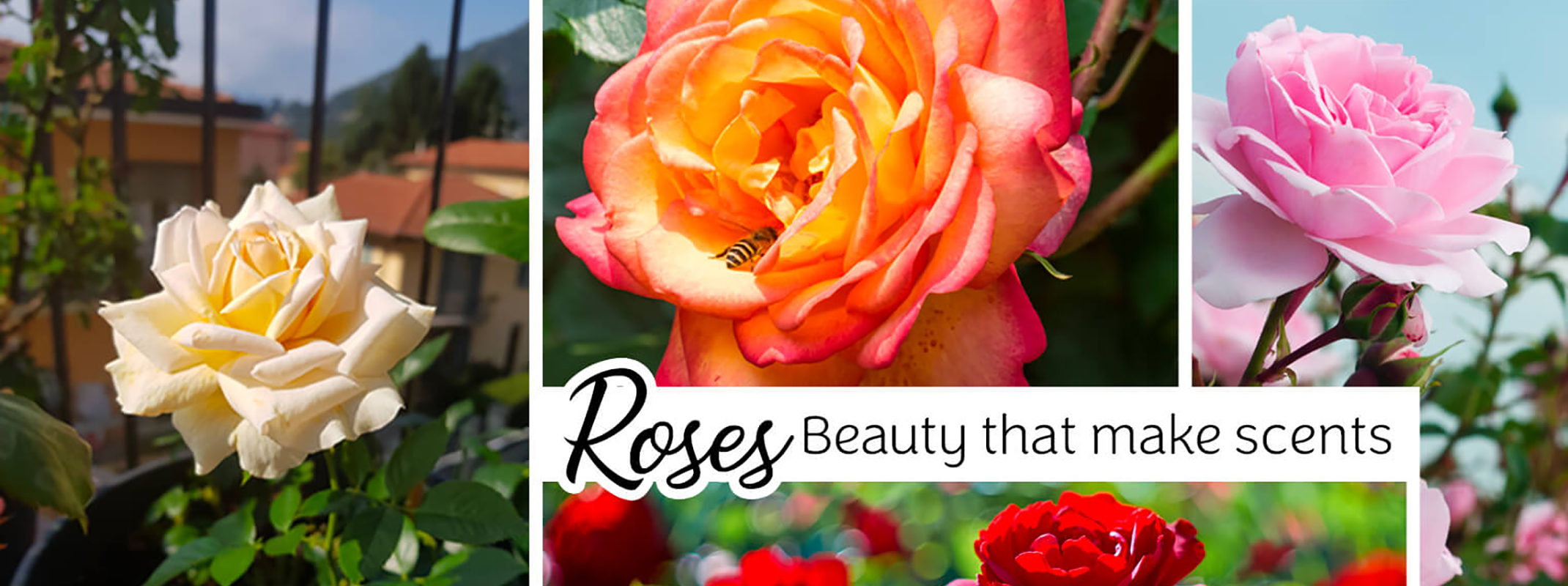Assorted pictures of roses with the words roses, beauty that makes scents on the image