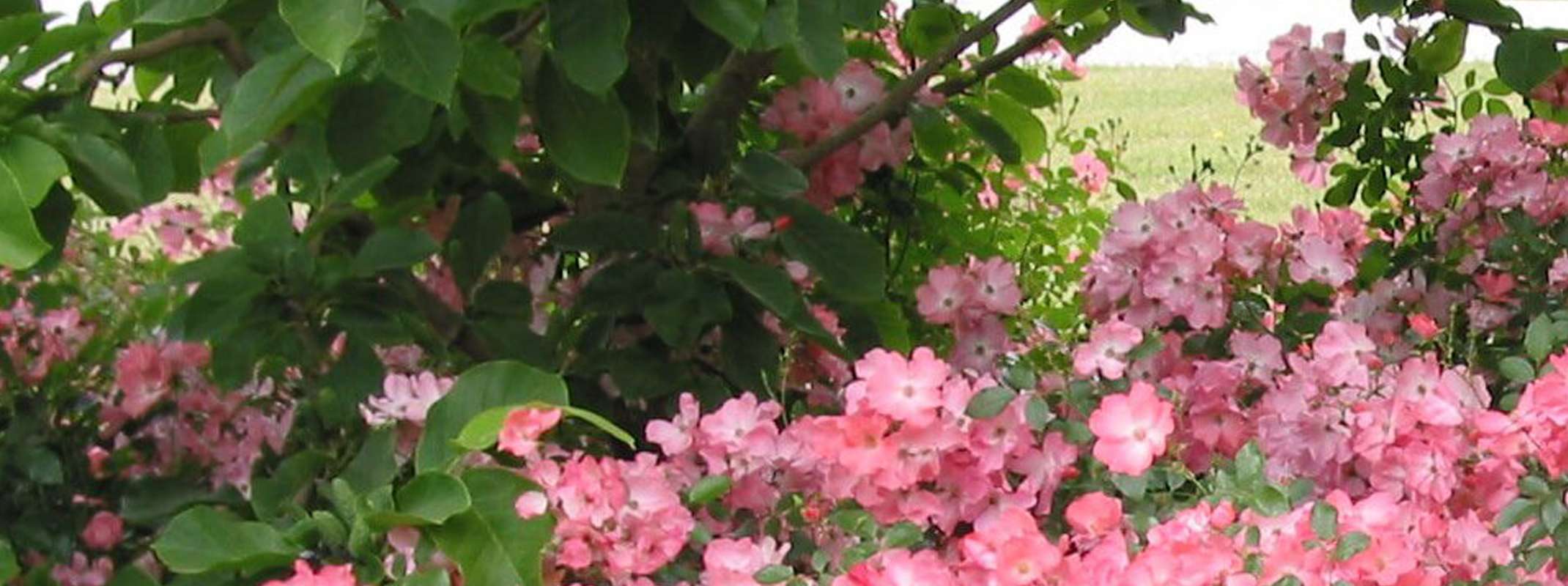 Carpet roses banner peachy pink carpet roses in a landscape