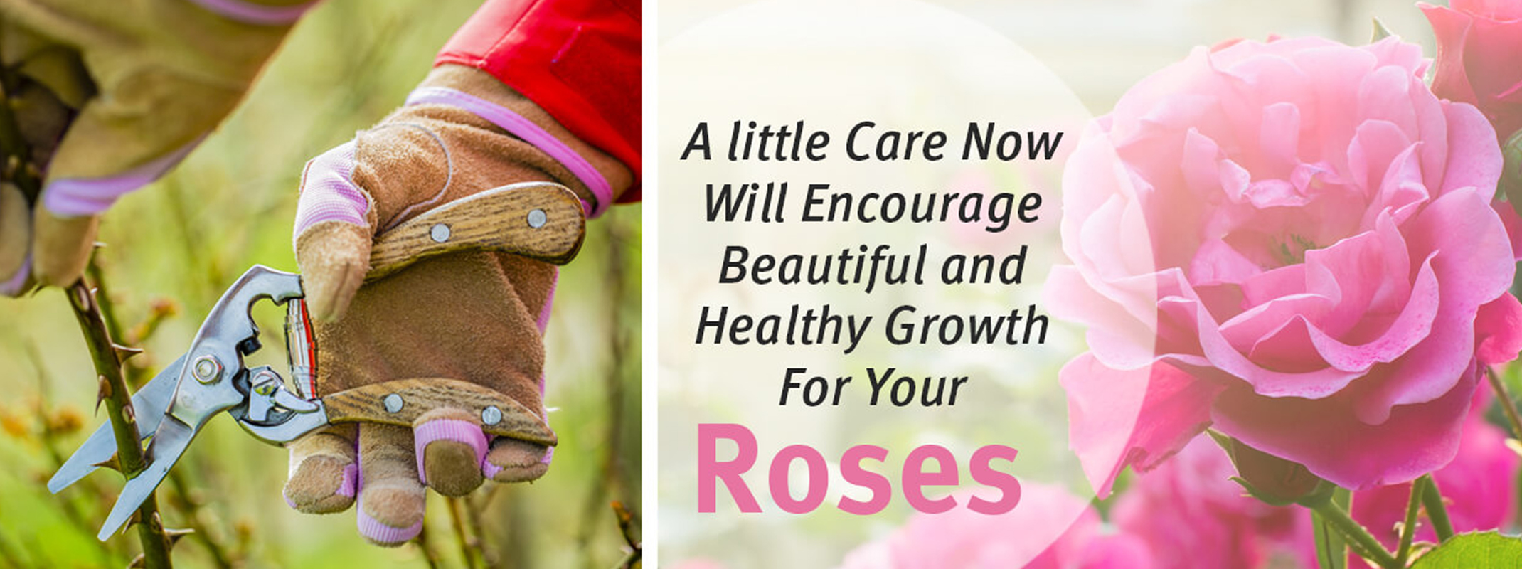 2 images the first pruning a rose and the second a deep pink rose with the words a little care now will encourage beautiful and healthy growth for your roses on the image