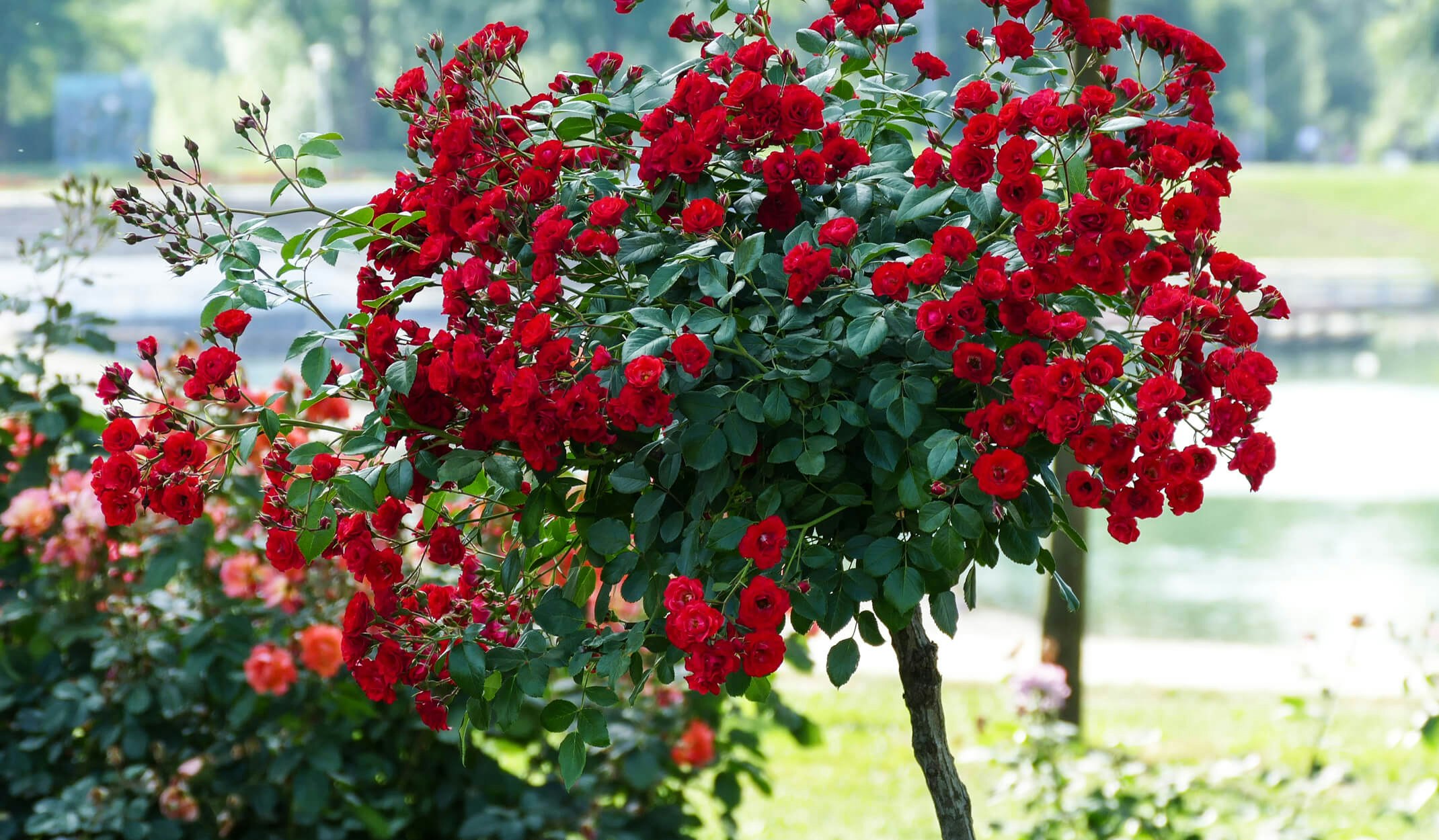 Roses | SummerWinds California