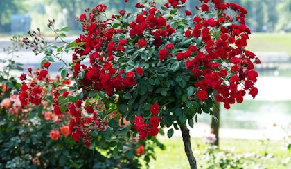 tree rose red in a park setting with pink rose bush behind on the left