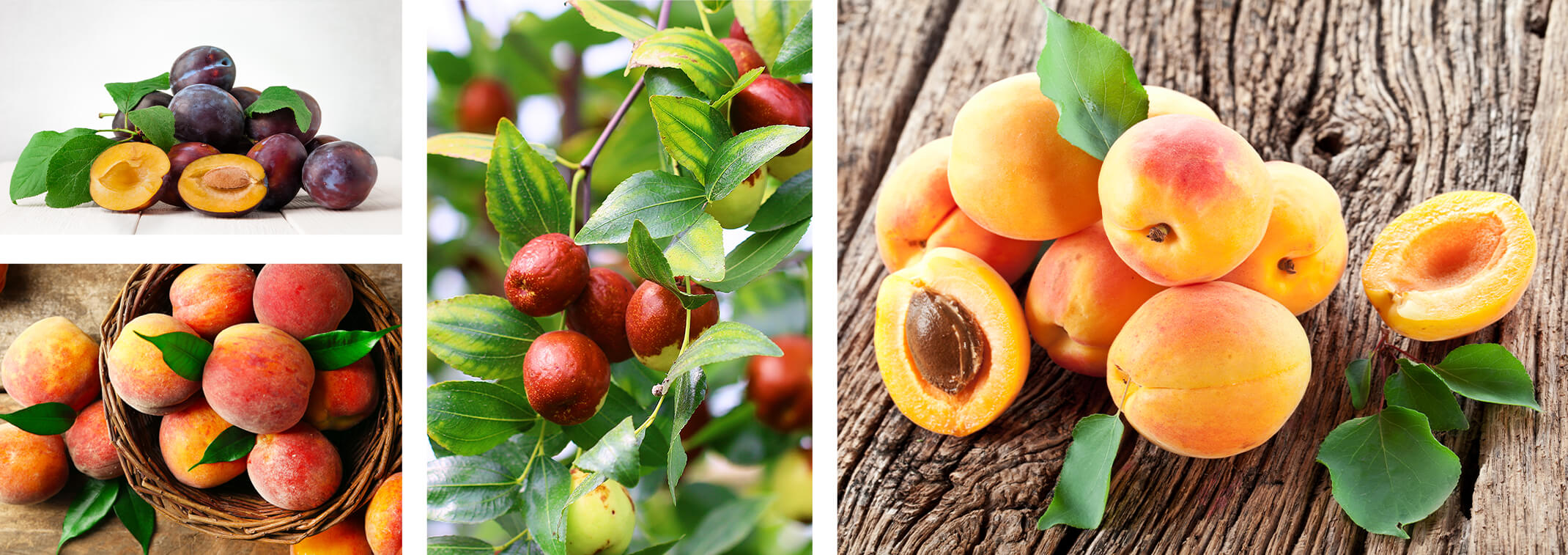 4 images: fresh picked plums on a white wood table (one sliced open); fresh peaches in a basket and on a wooden table; a closeup of a fruiting Jujube tree; and fresh apricots on rustic wood (one sliced open)