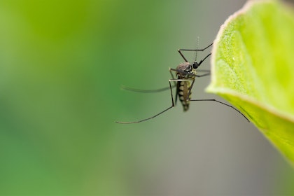 Closeup of a mosquito on a leaf