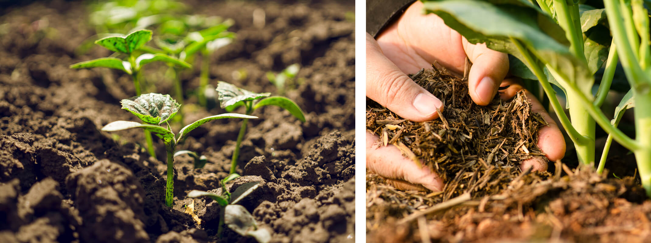 small plants or seedlings coming up from the garden and a second image of a person adding organic matter to the base of plants in the garden