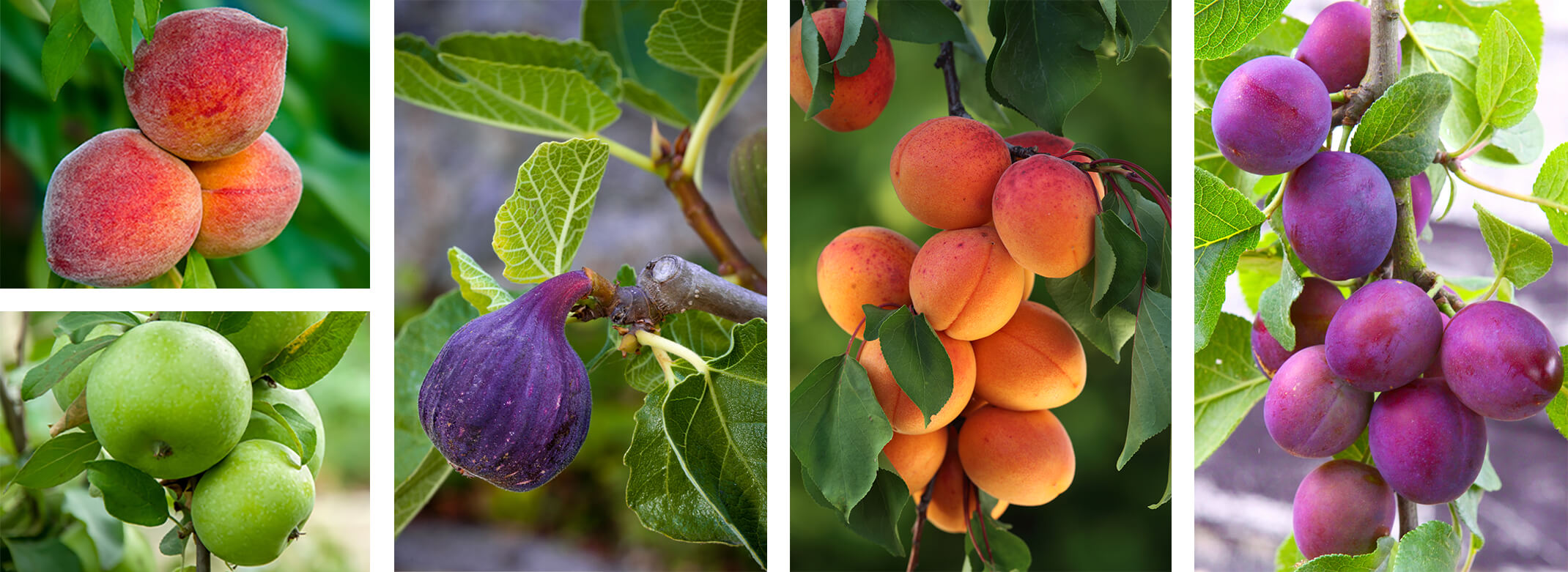 5 images of fruits growing on trees: peaches, green apples, figs, apricots, and plums