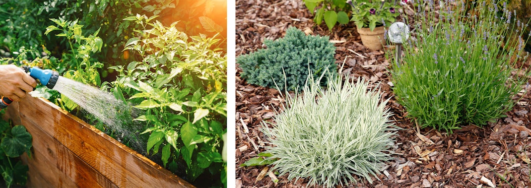 2 images: someone watering a raised garden bed with a blue spray nozzle attached to their hose; and a variety of plants surrouned by mulch