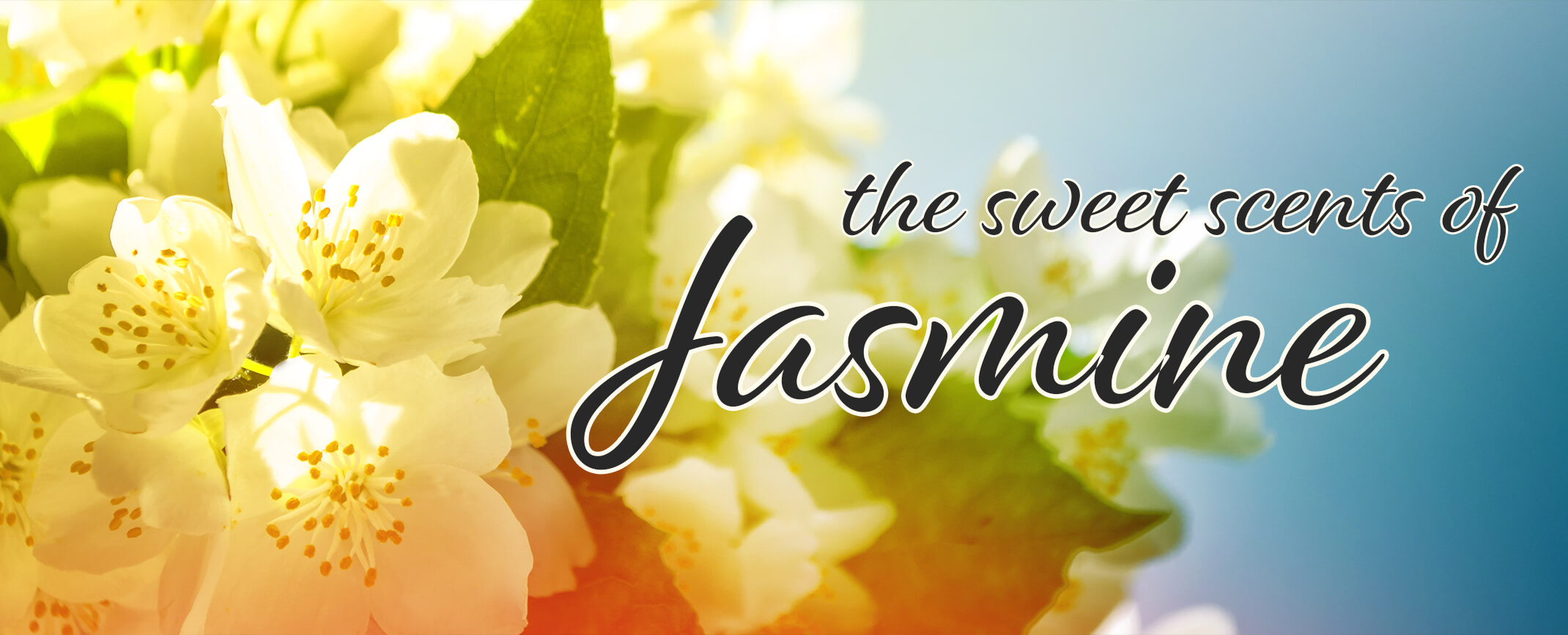 A closeup picture of jasmine blooms against a blue sky with black text that is outlined in white and says 