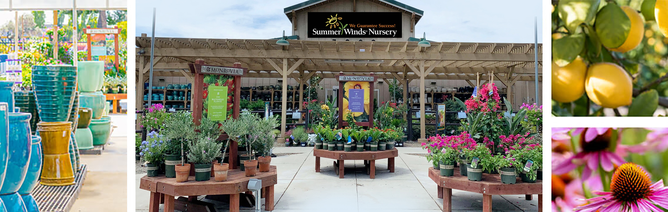 4 images of pottery, dublin summerwinds store front location, lemon tree and echinacea plant