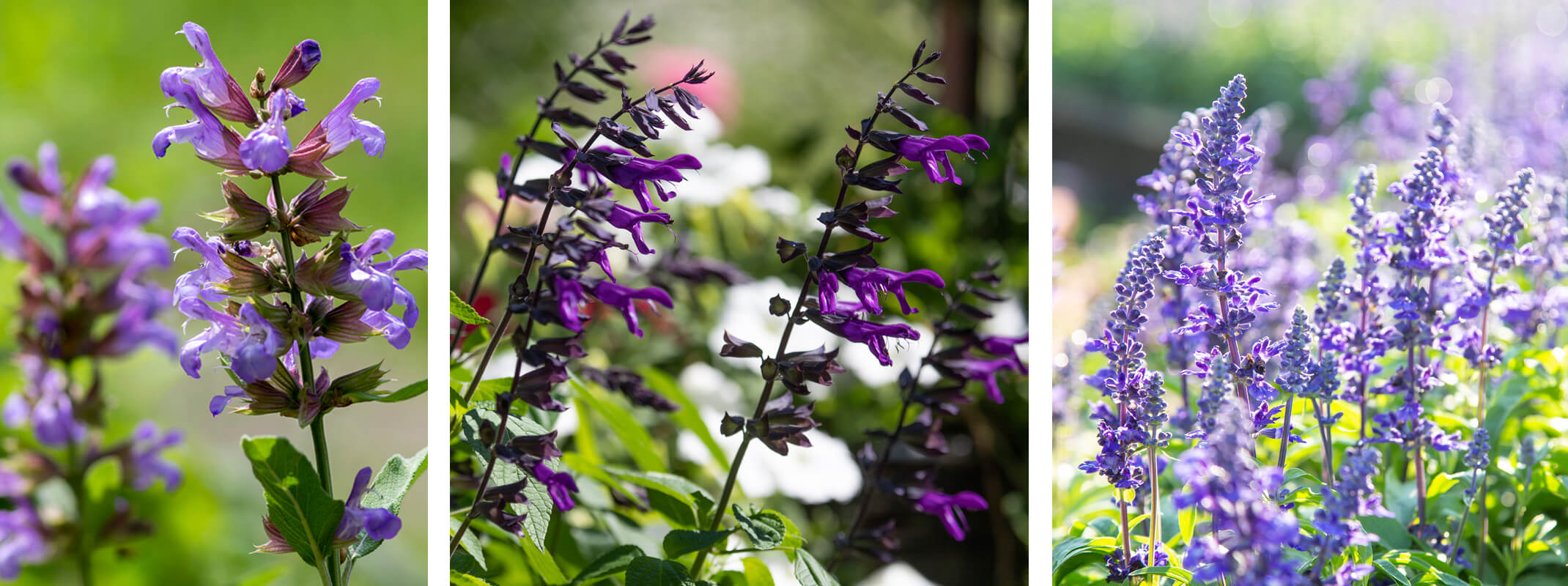 3 images of salvia