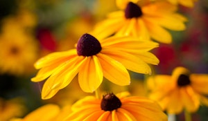 Rudbeckia hirta or also known as black-eyed Susan
