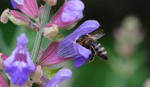 bee looking for pollen inside purple salvia