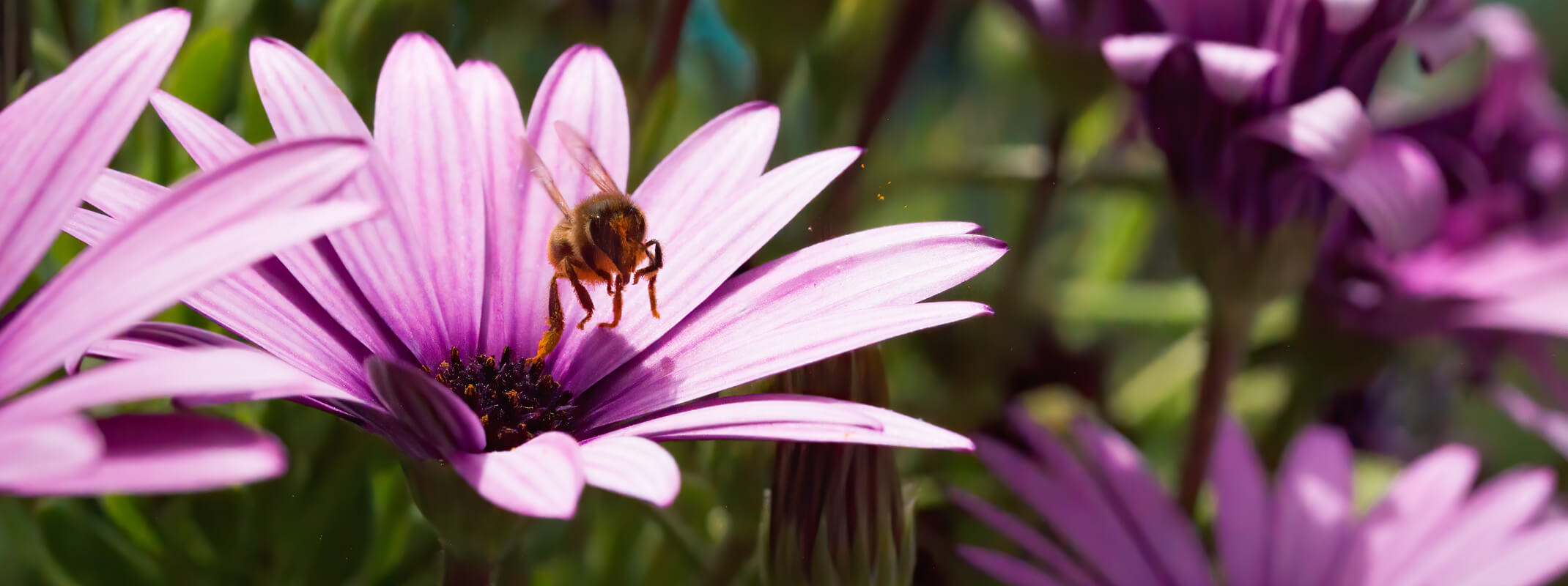 bee with pollen just flying from a purple osteospermum flower in the midst of other purple osteospermum flowers