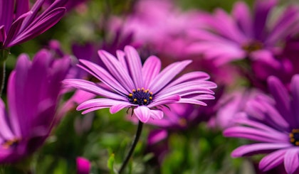 purple osteospermum flowers