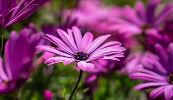osteospermum flowers purple purple osteospermum flowers