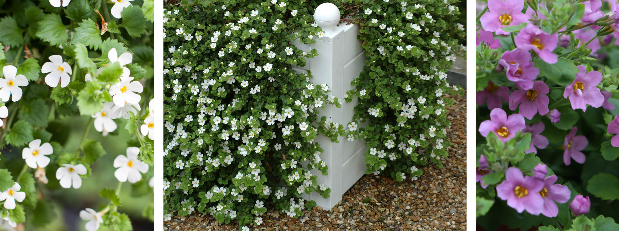 3 images of bacopa, the first two are white bacopa, close up and the other showing the bacopa trailing from white planter box and the third is a purple bacopa