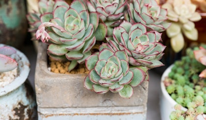 succulent plants in a square rustic looking planter next to small round planter full of little succulents