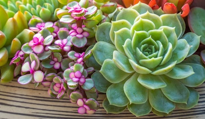 colorful succulents in a stripe bowl