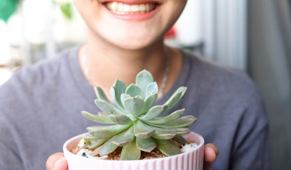 woman in lavender top holding a potted echeveria succulent