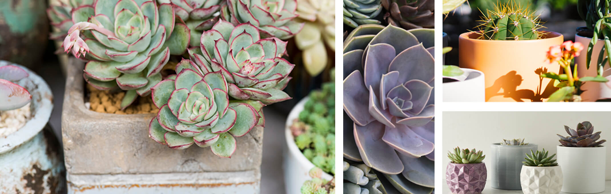 succulents in rustic containers, assorted succulents, cactus in peach and pebble pottery and single succulents in modern pots