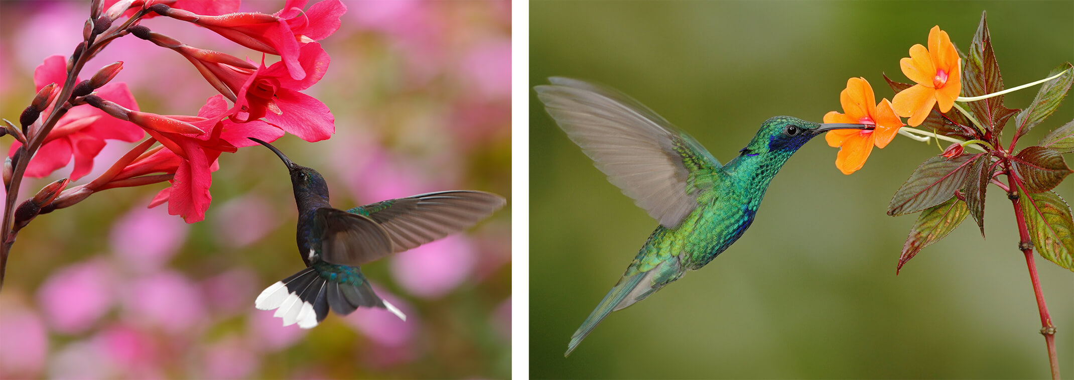 2 images: a hummingbird enjoying pink flowers; and a hummingbird enjoying orange flowers