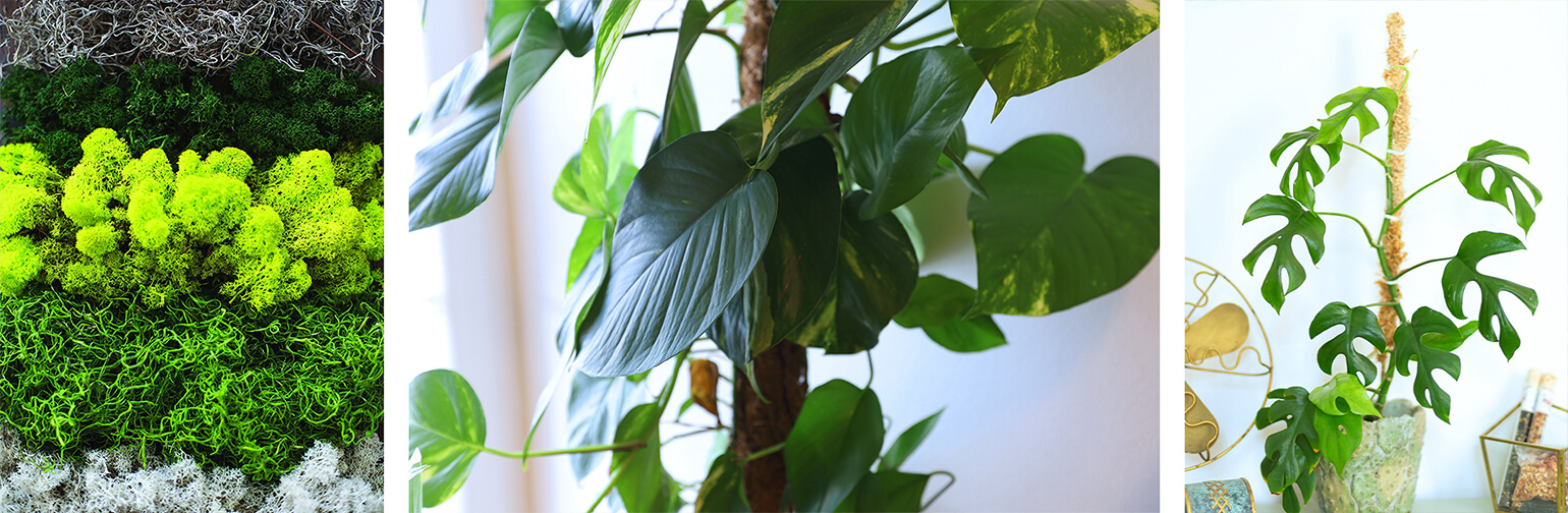 3 images: a variety of mosses; a closeup of a plant growing on a moss pole; a monstera growing with a moss pole next to a fan and other decor on a table