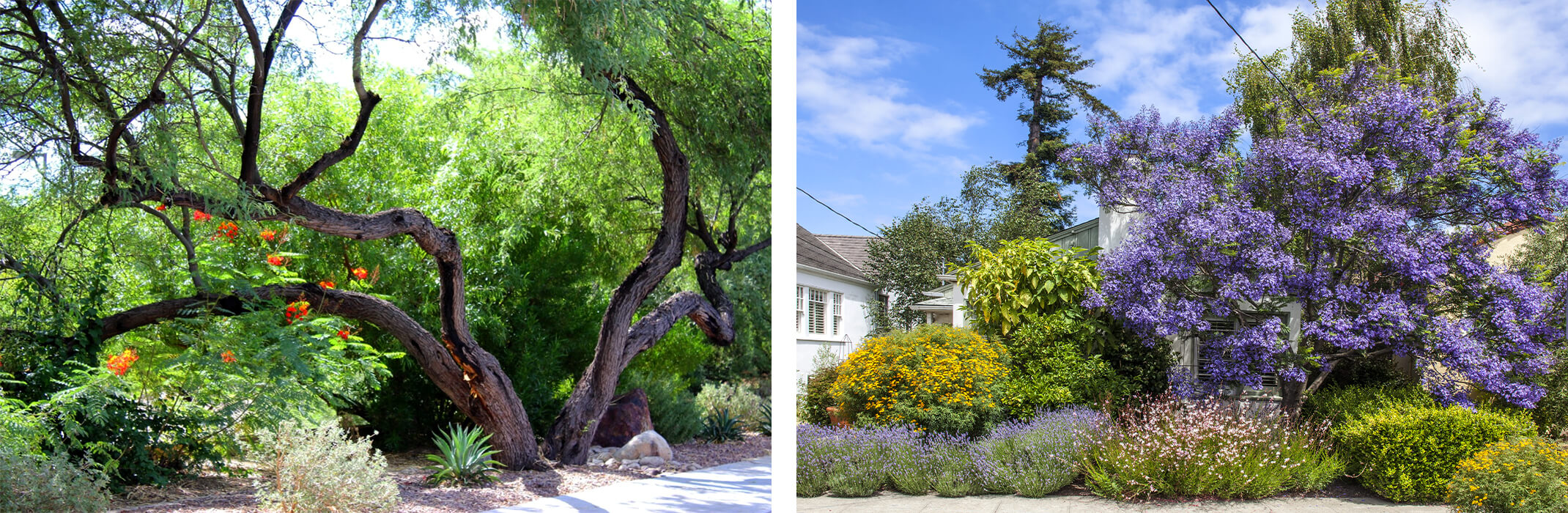 Shade trees