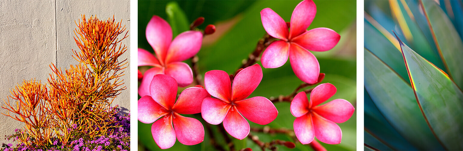 Firesticks, Plumeria and Agave plants