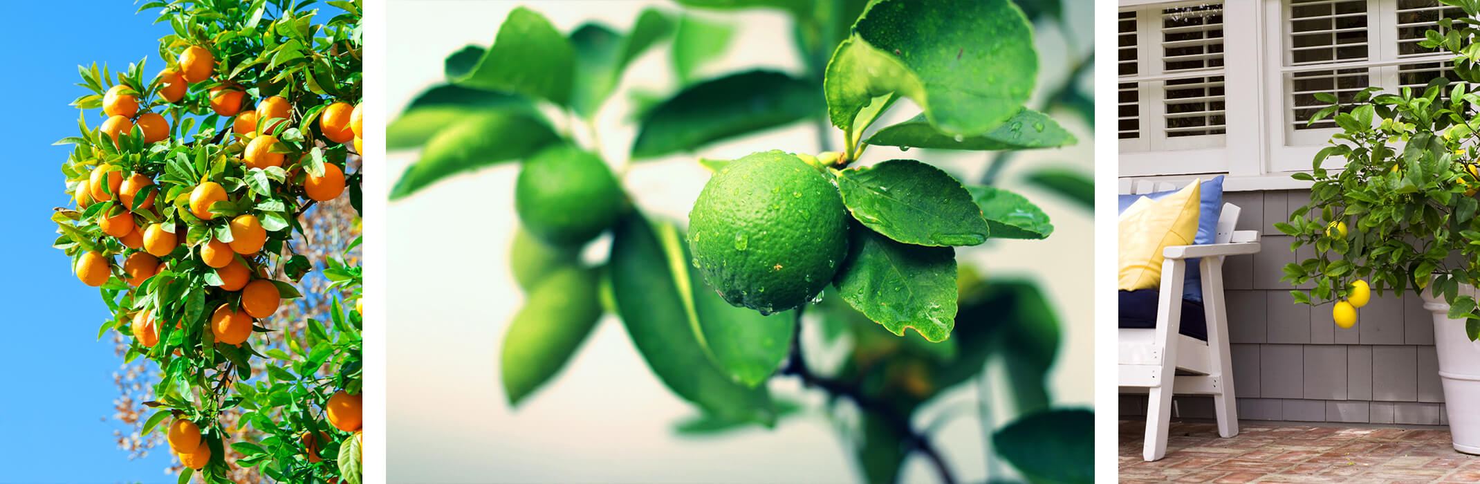 An orange tree, a lime tree, and a lemon tree